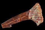 Bargain, Cretaceous Giant Sawfish (Onchopristis) Rostral Barb #72734-1